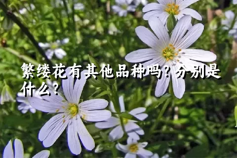 繁缕花有其他品种吗？分别是什么？