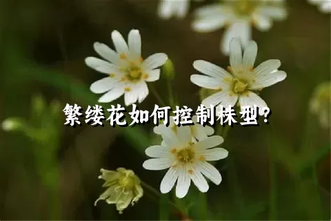 繁缕花如何控制株型？