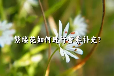 繁缕花如何进行营养补充？
