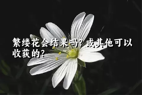 繁缕花会结果吗？或其他可以收获的？