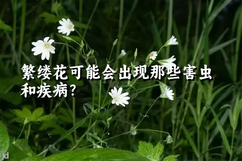繁缕花可能会出现那些害虫和疾病？