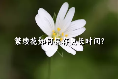 繁缕花如何保存更长时间？