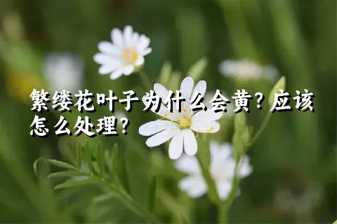 繁缕花叶子为什么会黄？应该怎么处理？