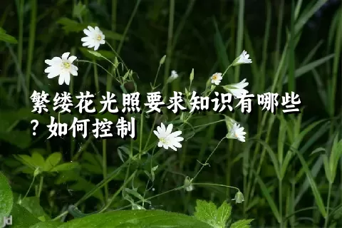 繁缕花光照要求知识有哪些？如何控制