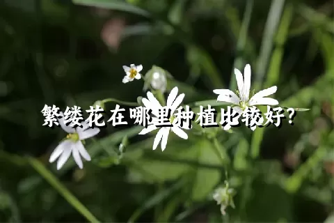 繁缕花在哪里种植比较好？