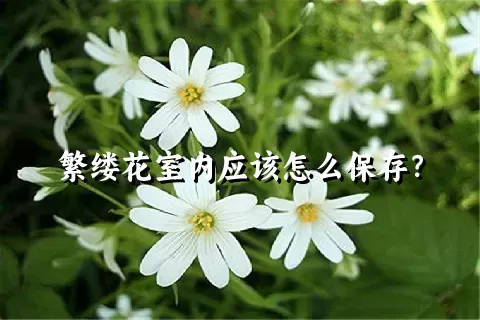 繁缕花室内应该怎么保存？