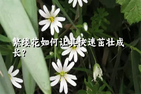 繁缕花如何让其快速茁壮成长？
