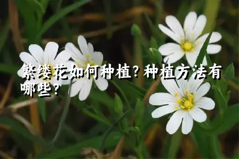 繁缕花如何种植？种植方法有哪些？