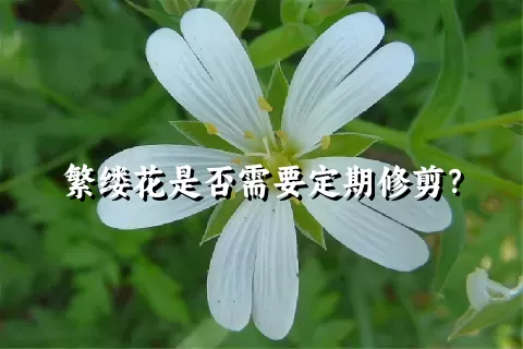 繁缕花是否需要定期修剪？