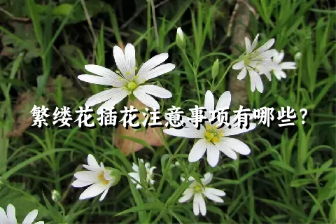 繁缕花插花注意事项有哪些？