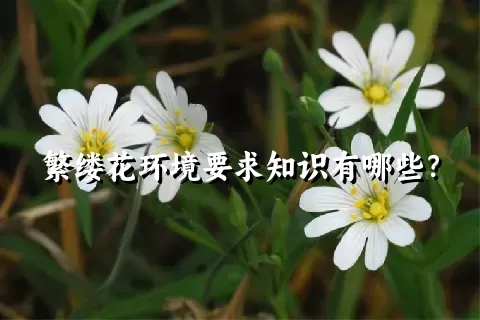 繁缕花环境要求知识有哪些？