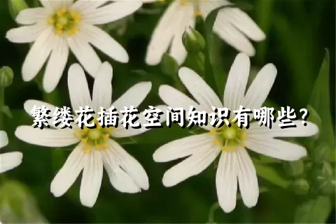 繁缕花插花空间知识有哪些？