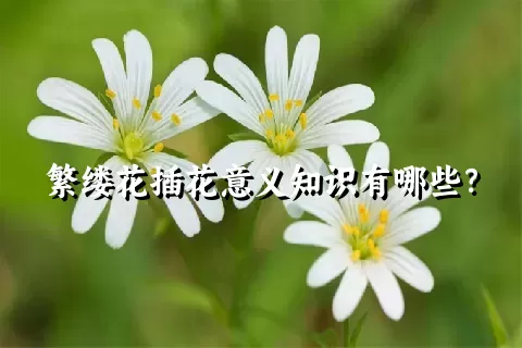 繁缕花插花意义知识有哪些？