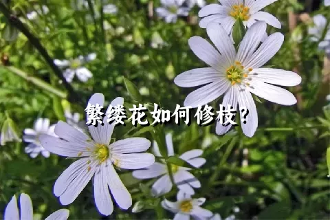 繁缕花如何修枝？