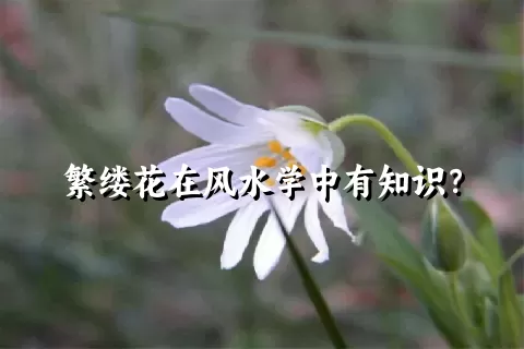 繁缕花在风水学中有知识？