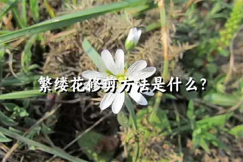 繁缕花修剪方法是什么？