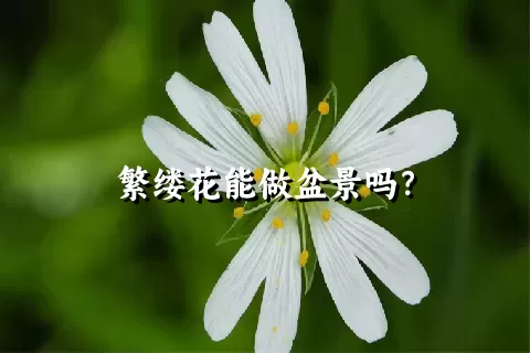 繁缕花能做盆景吗？