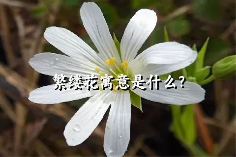 繁缕花寓意是什么？