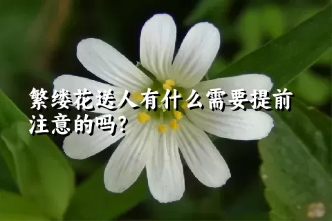 繁缕花送人有什么需要提前注意的吗？