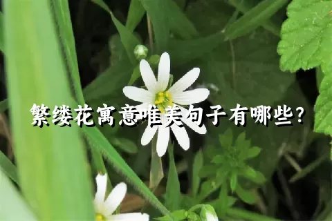 繁缕花寓意唯美句子有哪些？