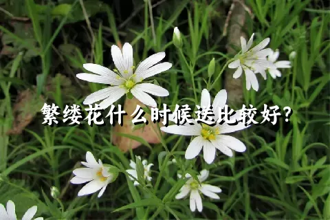 繁缕花什么时候送比较好？