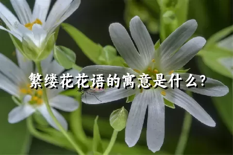 繁缕花花语的寓意是什么？