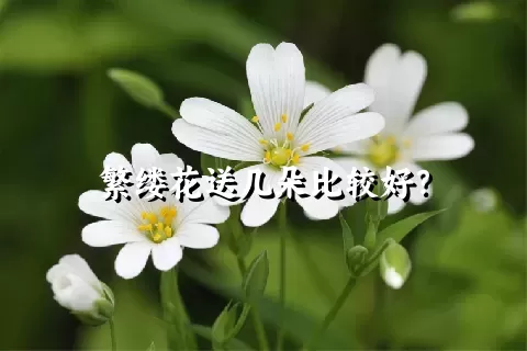 繁缕花送几朵比较好？