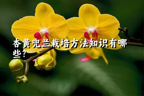 杏黄兜兰栽培方法知识有哪些？