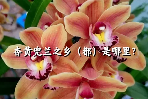 杏黄兜兰之乡（都）是哪里？