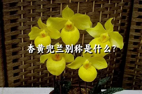 杏黄兜兰别称是什么？