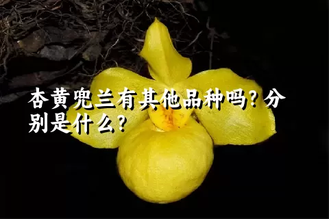 杏黄兜兰有其他品种吗？分别是什么？