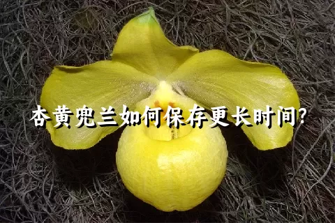 杏黄兜兰如何保存更长时间？
