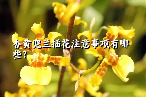 杏黄兜兰插花注意事项有哪些？