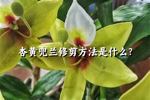 杏黄兜兰修剪方法是什么？