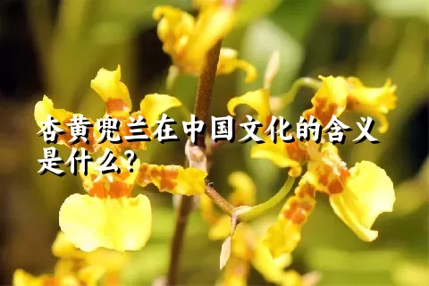 杏黄兜兰在中国文化的含义是什么？