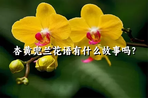 杏黄兜兰花语有什么故事吗？
