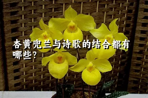 杏黄兜兰与诗歌的结合都有哪些？