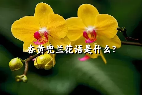 杏黄兜兰花语是什么？