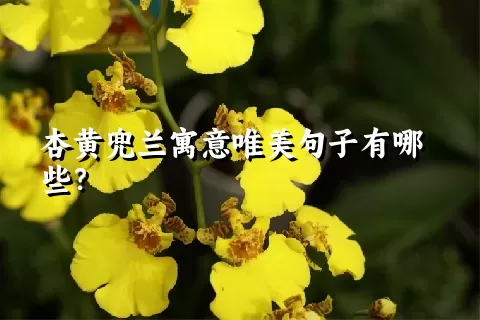 杏黄兜兰寓意唯美句子有哪些？