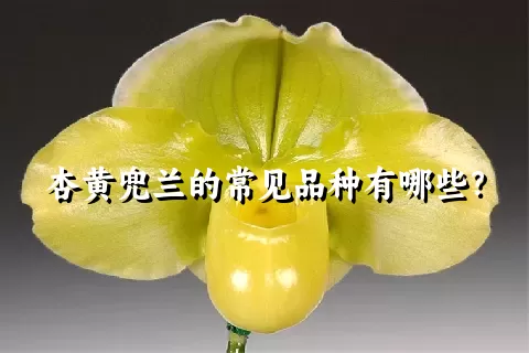杏黄兜兰的常见品种有哪些？