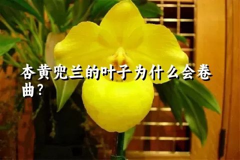 杏黄兜兰的叶子为什么会卷曲？