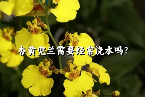 杏黄兜兰需要经常浇水吗？