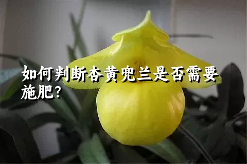 如何判断杏黄兜兰是否需要施肥？