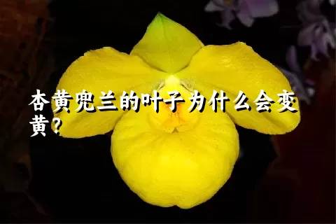 杏黄兜兰的叶子为什么会变黄？