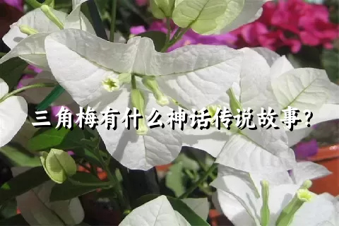 三角梅有什么神话传说故事？