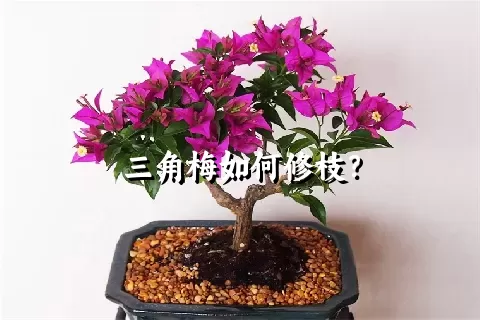 三角梅如何修枝？