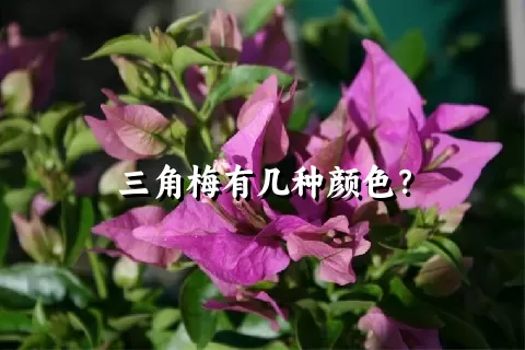 三角梅有几种颜色？