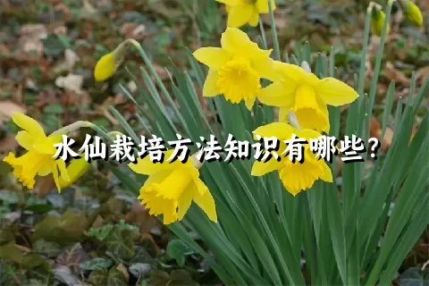 水仙栽培方法知识有哪些？