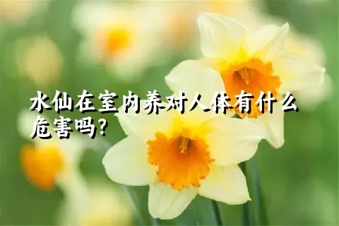 水仙在室内养对人体有什么危害吗？