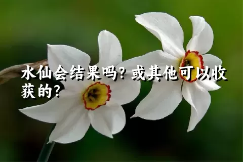 水仙会结果吗？或其他可以收获的？